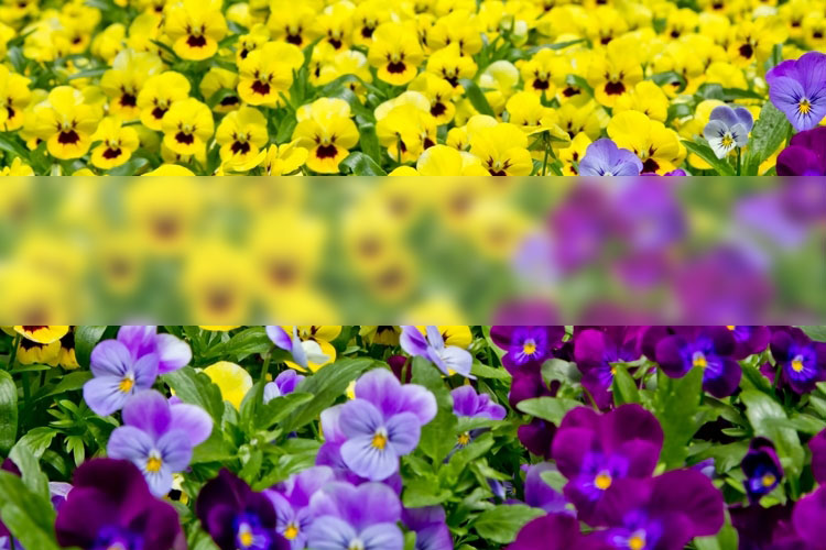 26NJ_kiiroturasakinopanji-500